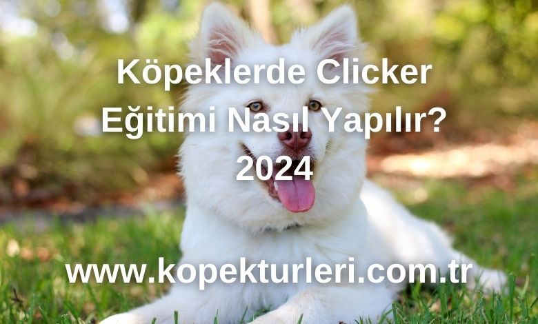 Köpeklerde Clicker Eğitimi Nasıl Yapılır? 2024