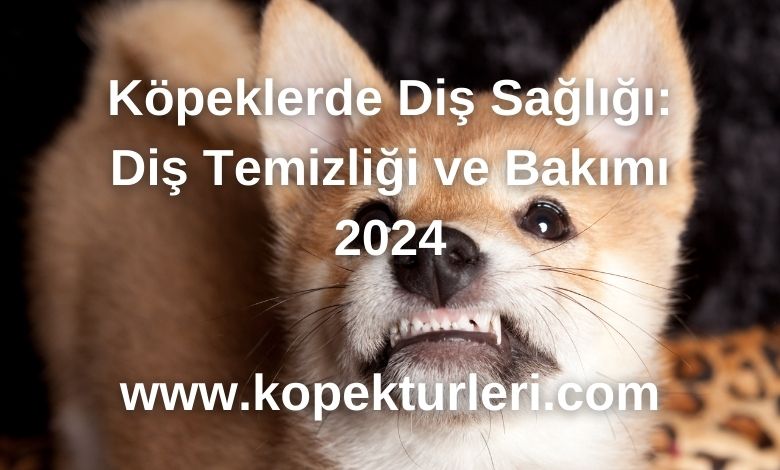 Köpeklerde Diş Sağlığı: Diş Temizliği ve Bakımı 2024