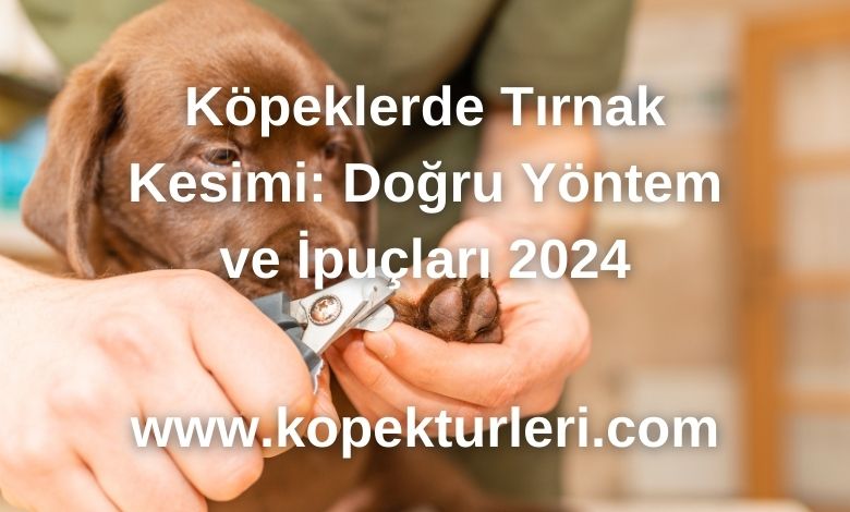 Köpeklerde Tırnak Kesimi: Doğru Yöntem ve İpuçları 2024