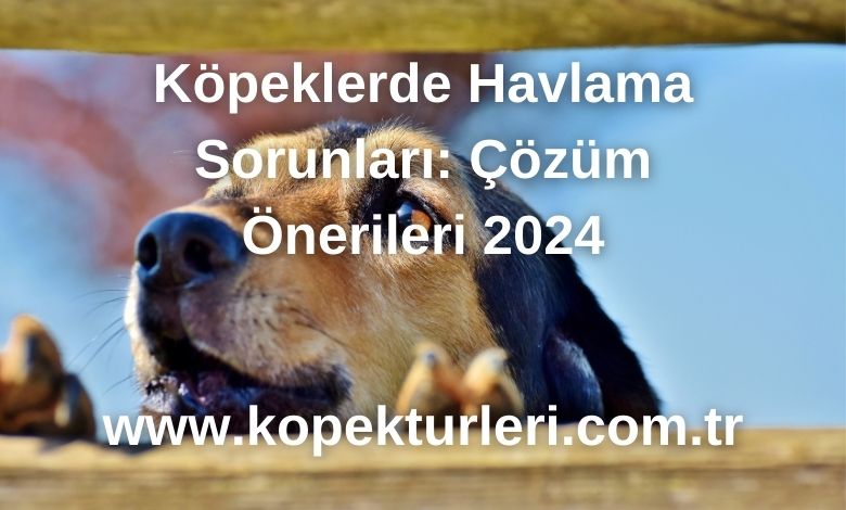 Köpeklerde Havlama Sorunları: Çözüm Önerileri 2024