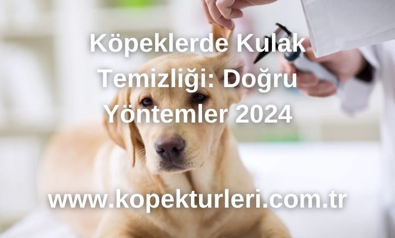 Köpeklerde Kulak Temizliği: Doğru Yöntemler 2024