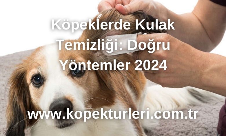 Köpeklerde Kulak Temizliği: Doğru Yöntemler 2024