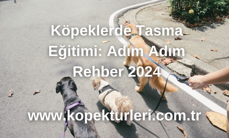 Köpeklerde Tasma Eğitimi: Adım Adım Rehber 2024