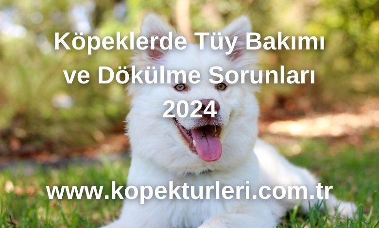 Köpeklerde Tüy Bakımı ve Dökülme Sorunları 2024
